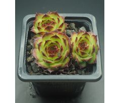 Sempervivum BRAND NEW STYLE