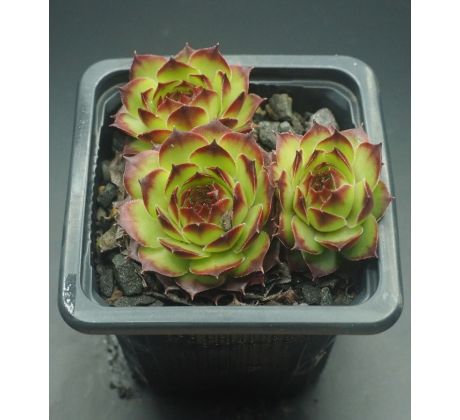 Sempervivum BRAND NEW STYLE