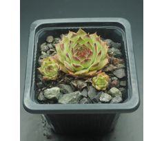 Sempervivum BRAND NEW TOY