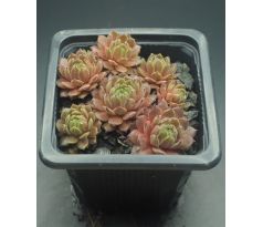 Sempervivum BROAD PEAK