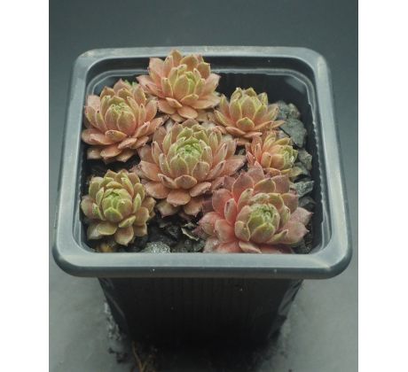 Sempervivum BROAD PEAK