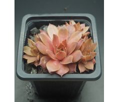 Sempervivum CARAMEL