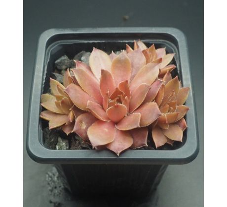 Sempervivum CARAMEL