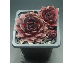 Sempervivum CARLOTTA