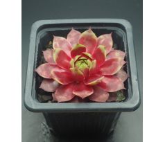 Sempervivum CARNIVAL QUEEN