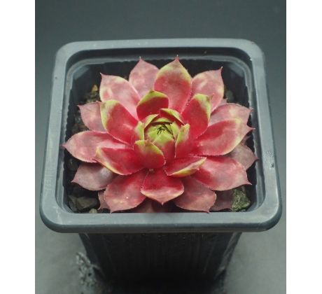 Sempervivum CARNIVAL QUEEN