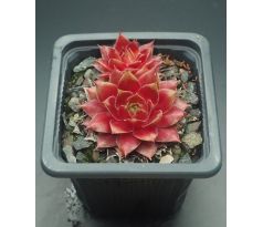 Sempervivum CHINA DOLL