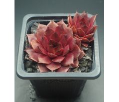 Sempervivum CHOCOLATE II