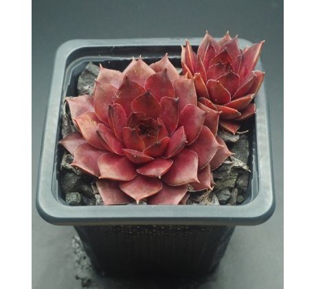 Sempervivum CHOCOLATE II