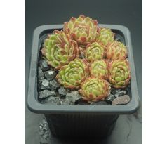 Sempervivum CREAM TEA