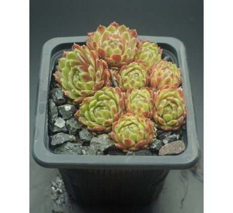 Sempervivum CREAM TEA