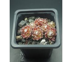 Sempervivum CRIMSON WEBB