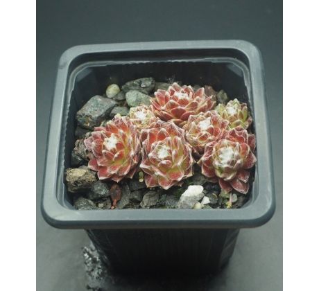 Sempervivum CRIMSON WEBB