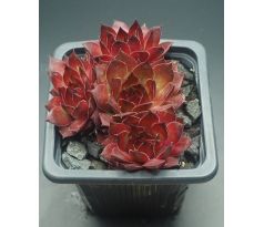 Sempervivum DEVON GLOW