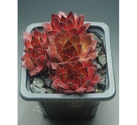 Sempervivum DEVON GLOW