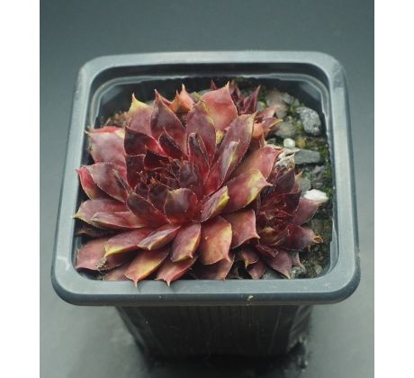 Sempervivum DEVON JEWEL