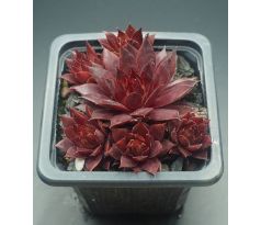 Sempervivum DIAVOLO