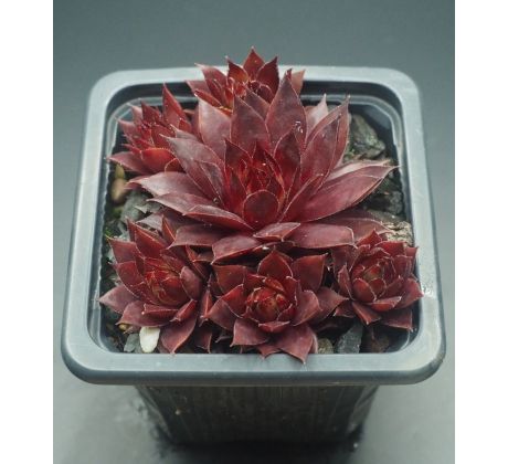 Sempervivum DIAVOLO