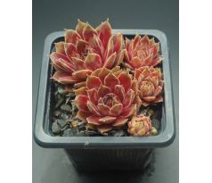 Sempervivum DONNA KARAN