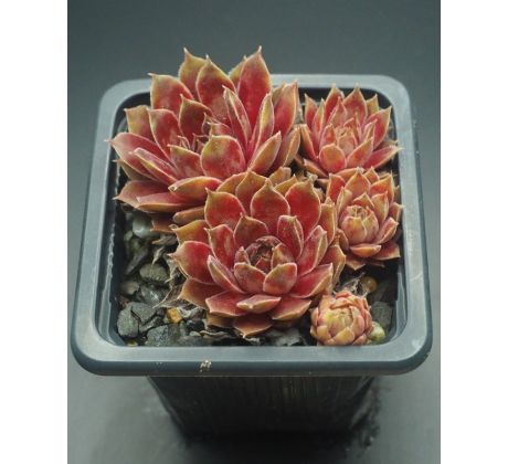 Sempervivum DONNA KARAN