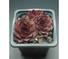 Sempervivum EUGEN`S EDLE ROSE