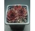 Sempervivum EUGEN`S EDLE ROSE