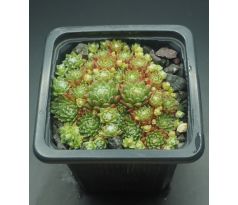 Sempervivum BRYOIDES