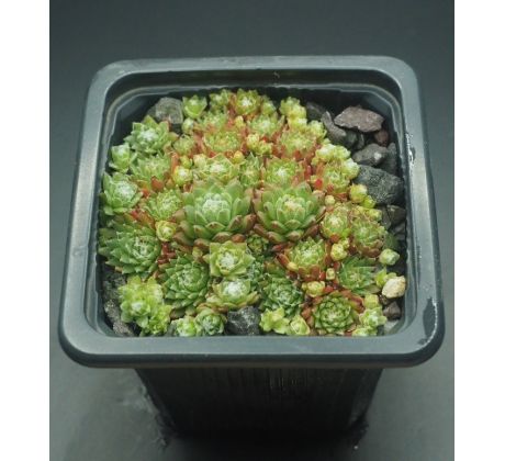 Sempervivum BRYOIDES