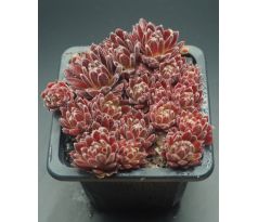 Sempervivum FEUERRAD