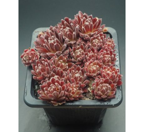 Sempervivum FEUERRAD