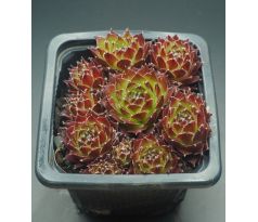 Sempervivum FEUERSTURM