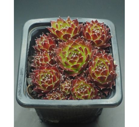 Sempervivum FEUERSTURM