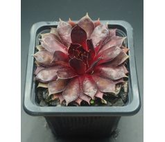 Sempervivum FIRLEFANZ