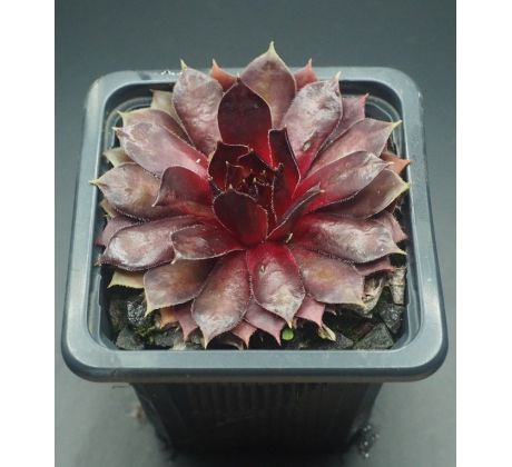 Sempervivum FIRLEFANZ