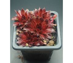 Sempervivum FOR YOU