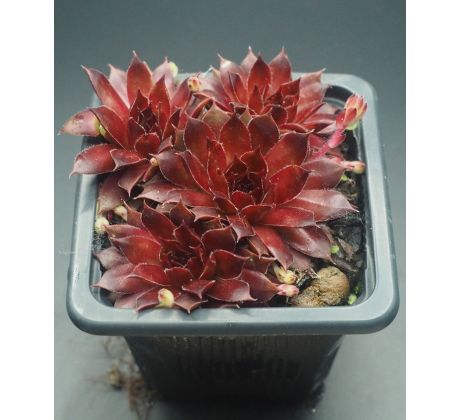 Sempervivum FOR YOU