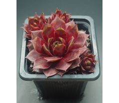 Sempervivum FOXY LADY