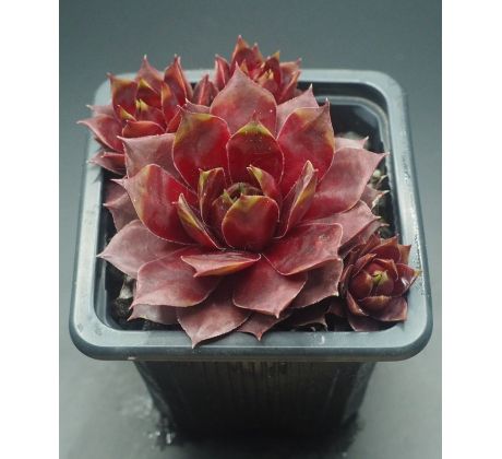 Sempervivum FOXY LADY