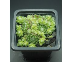 Sempervivum FREDEGAR