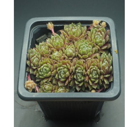 Sempervivum FRODO