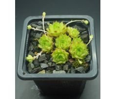 Sempervivum FLAVIPILUM