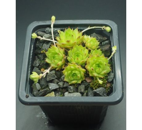 Sempervivum FLAVIPILUM