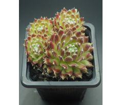 Sempervivum SUGAR FROSTING