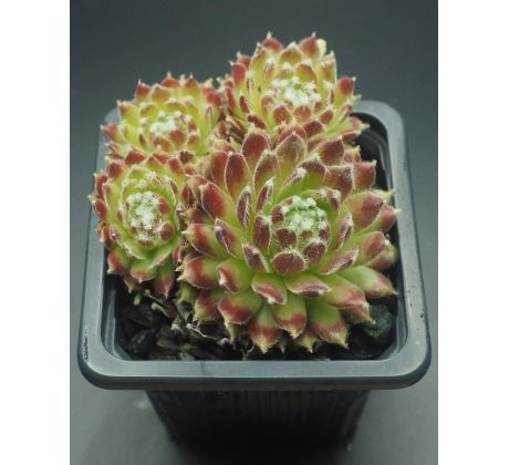 Sempervivum SUGAR FROSTING