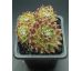 Sempervivum SUGAR FROSTING