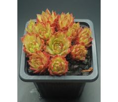 Sempervivum SALMONS CUP