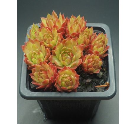 Sempervivum SALMONS CUP