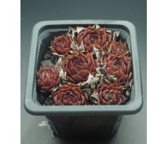 Sempervivum ROTKOPF