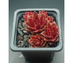 Sempervivum PALISSANDER