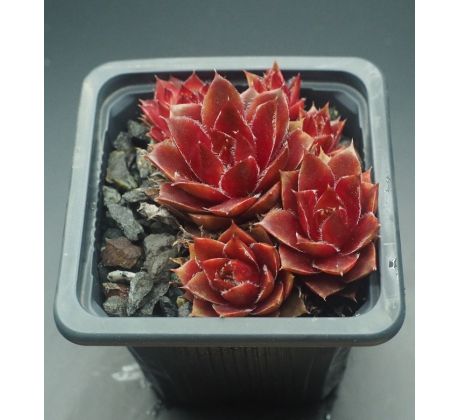 Sempervivum PALISSANDER